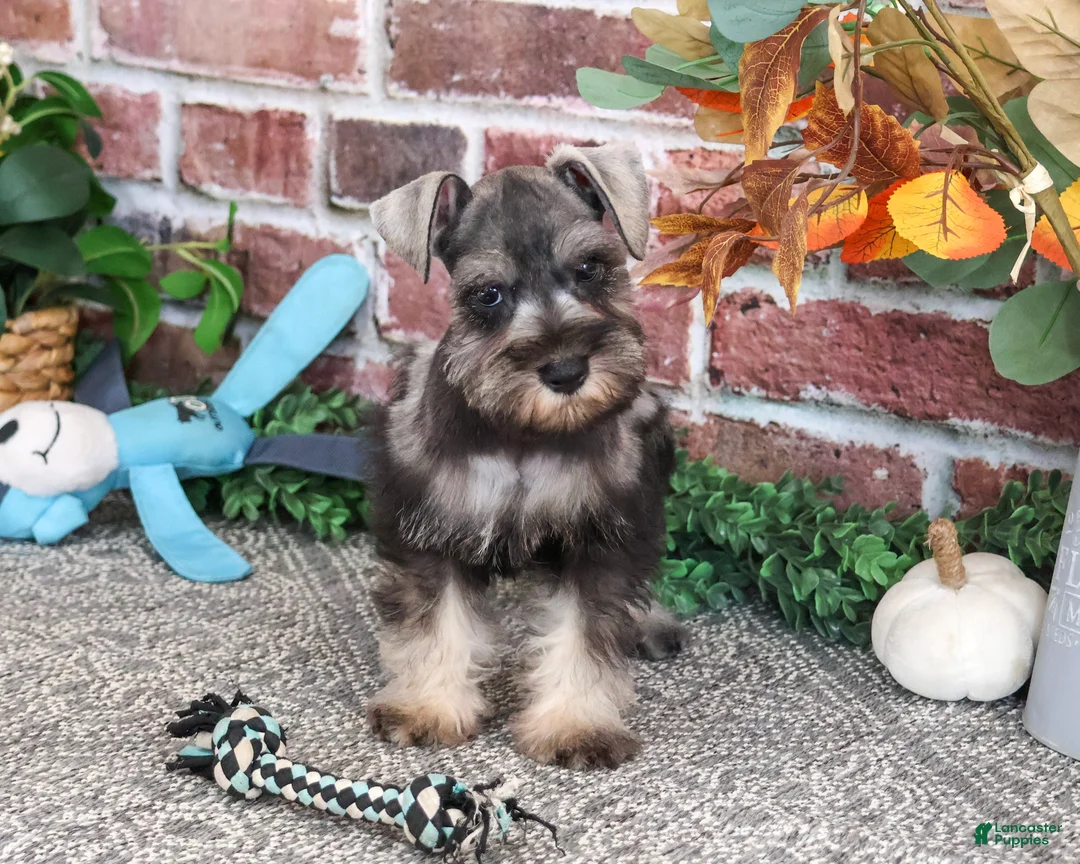 Miniature Schnauzer dogs for sale: Squidward - Ad 2