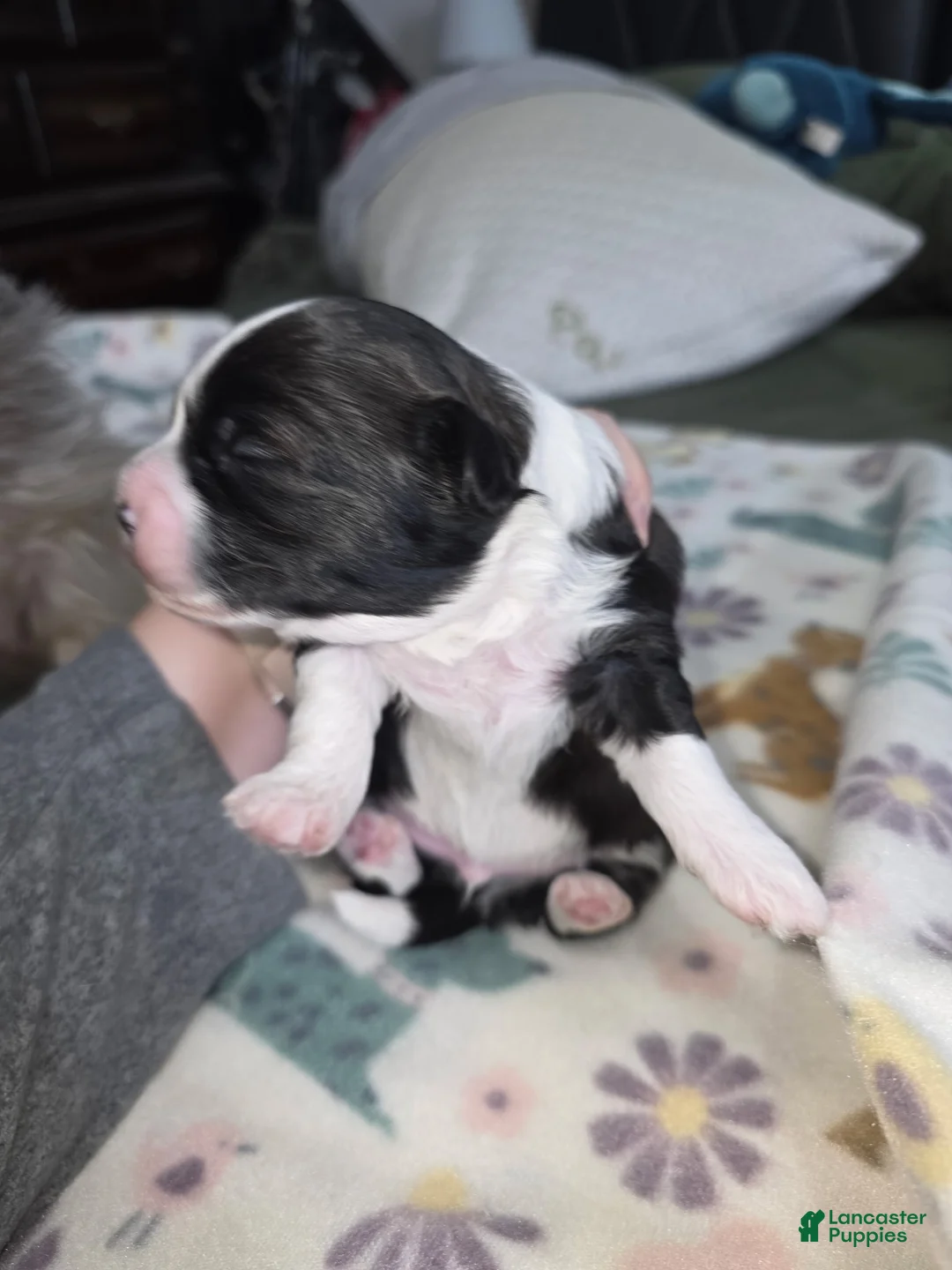 Shihpoo dogs for sale: Shihpoo Puppy 1 - Ad 3