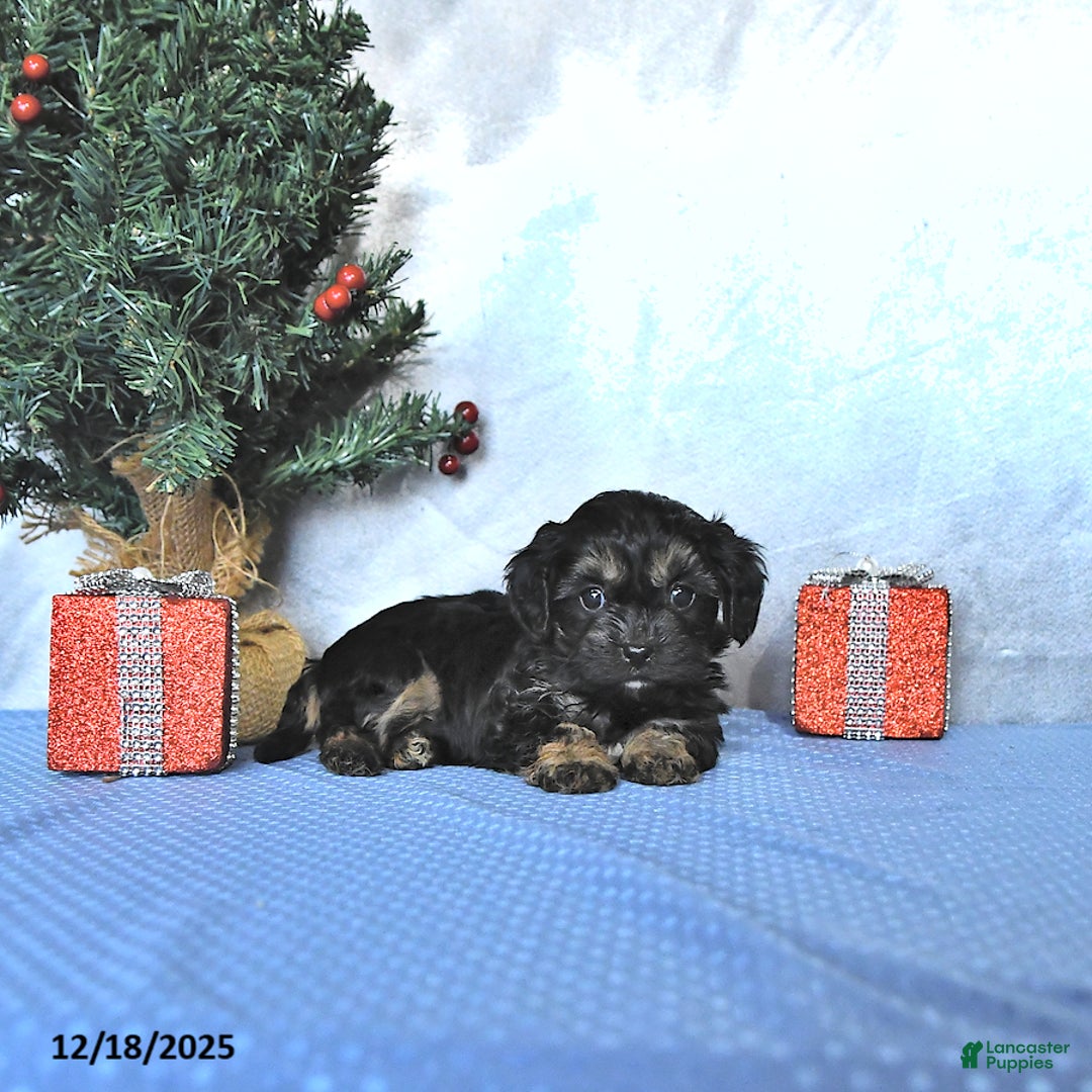 Cavapoo dogs for sale: Mandi - Ad 4