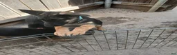 German Shepherd dogs for sale: Sunshine - Ad 5