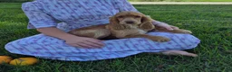 Cocker Spaniel dogs for sale: Autumn - Ad 3