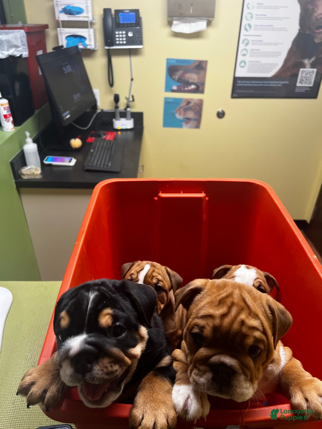 English Bulldog dogs for sale: English Bulldog litter of 5 puppies - Ad 11