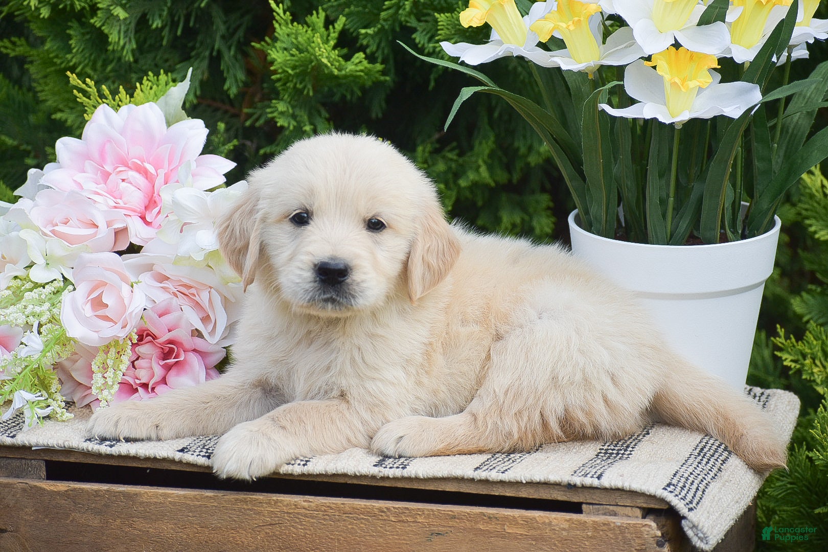 Golden Retriever dogs Ford - Ad 2