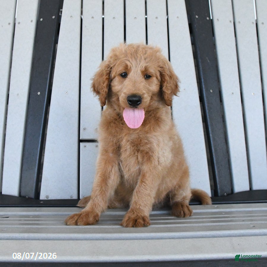 Mini Goldendoodle dogs Tanner - Ad 2