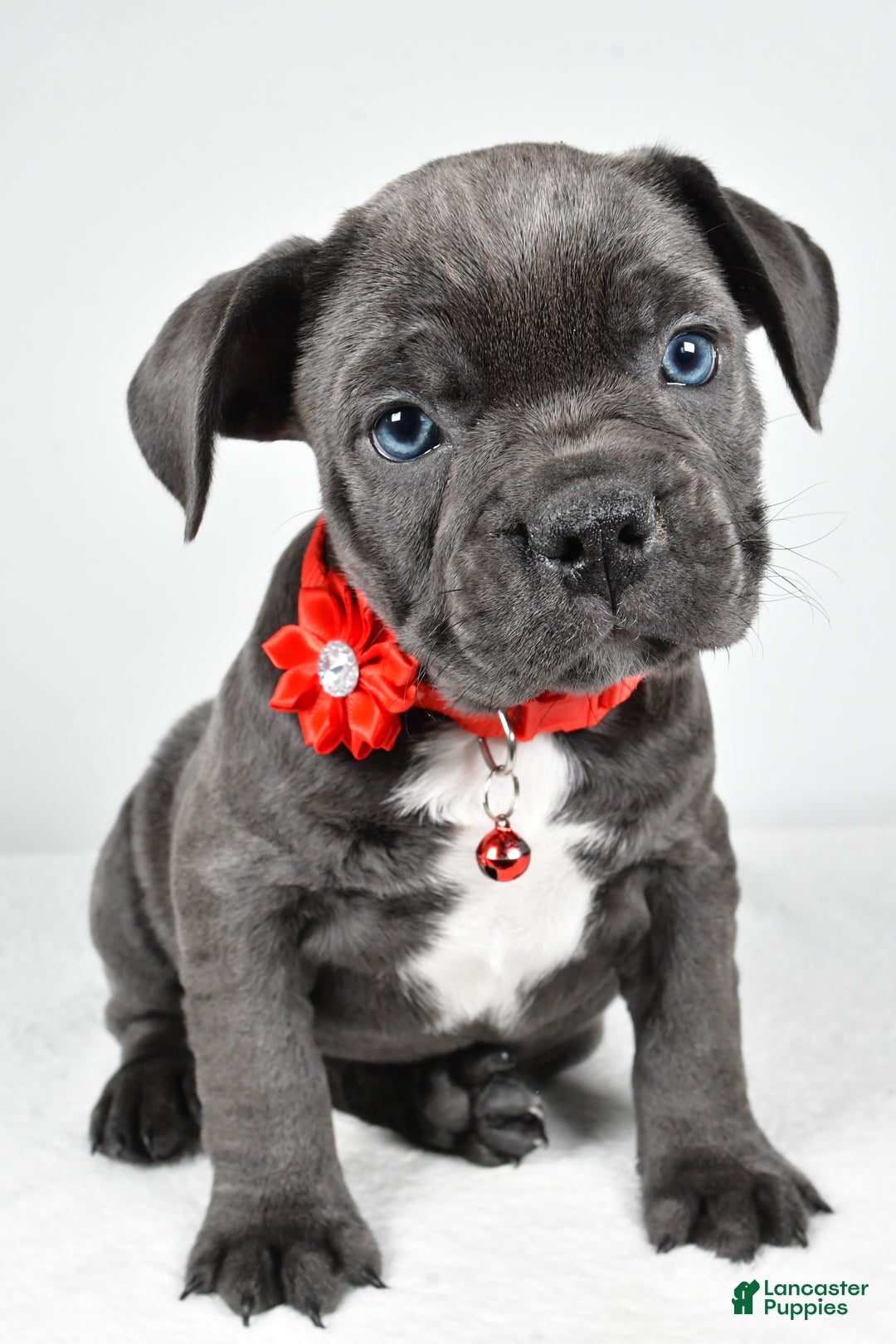 Mixed Breed dogs for sale: Della - Ad 6