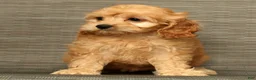 Cockapoo dogs for sale: Millie - Ad 7