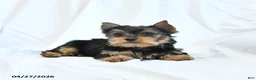 Yorkshire Terrier dogs for sale: Jojo - Ad 4