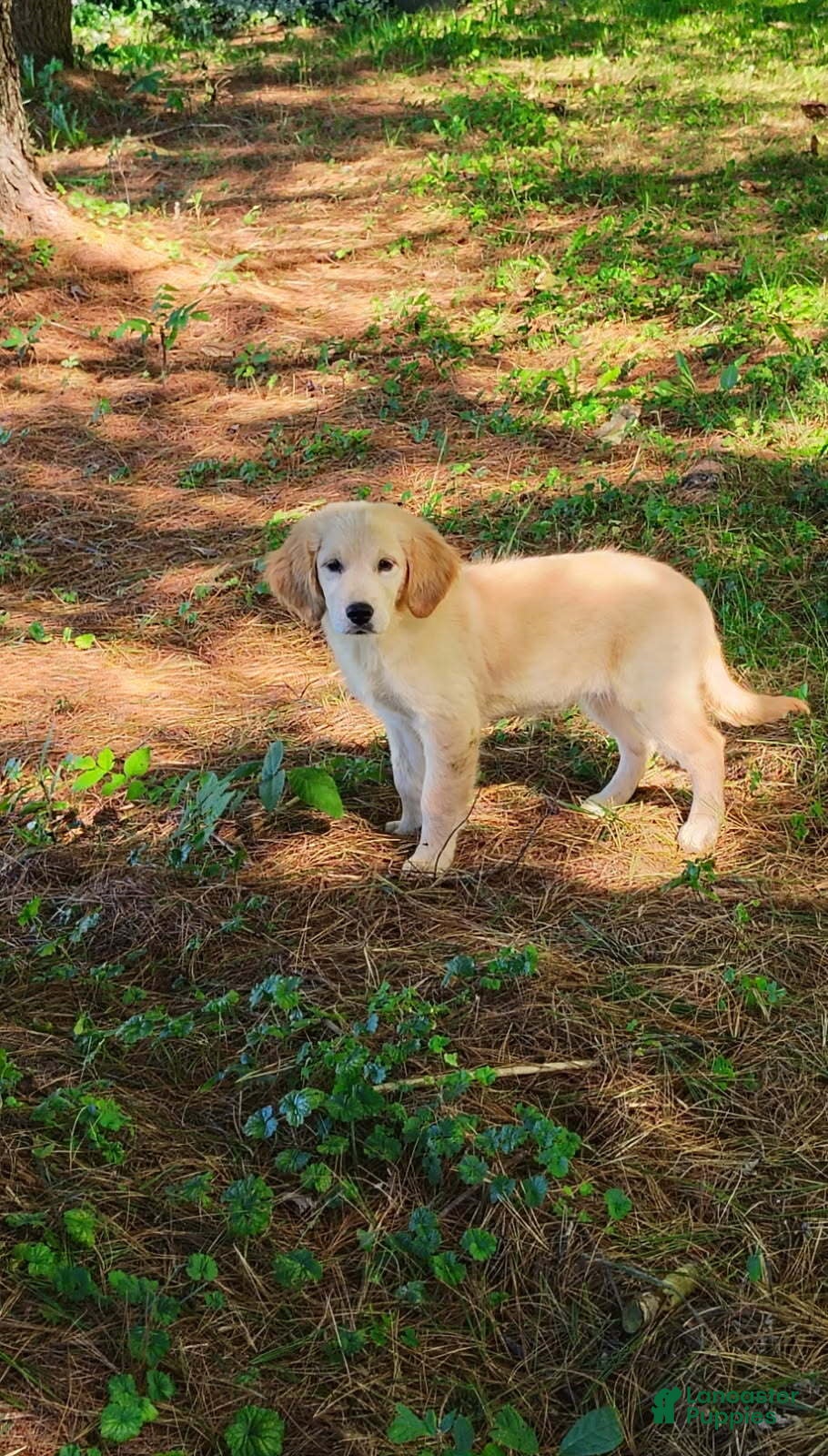 Golden Retriever dogs Margo - Ad 1