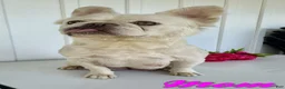 French Bulldog dogs for sale: Trevor - Ad 6