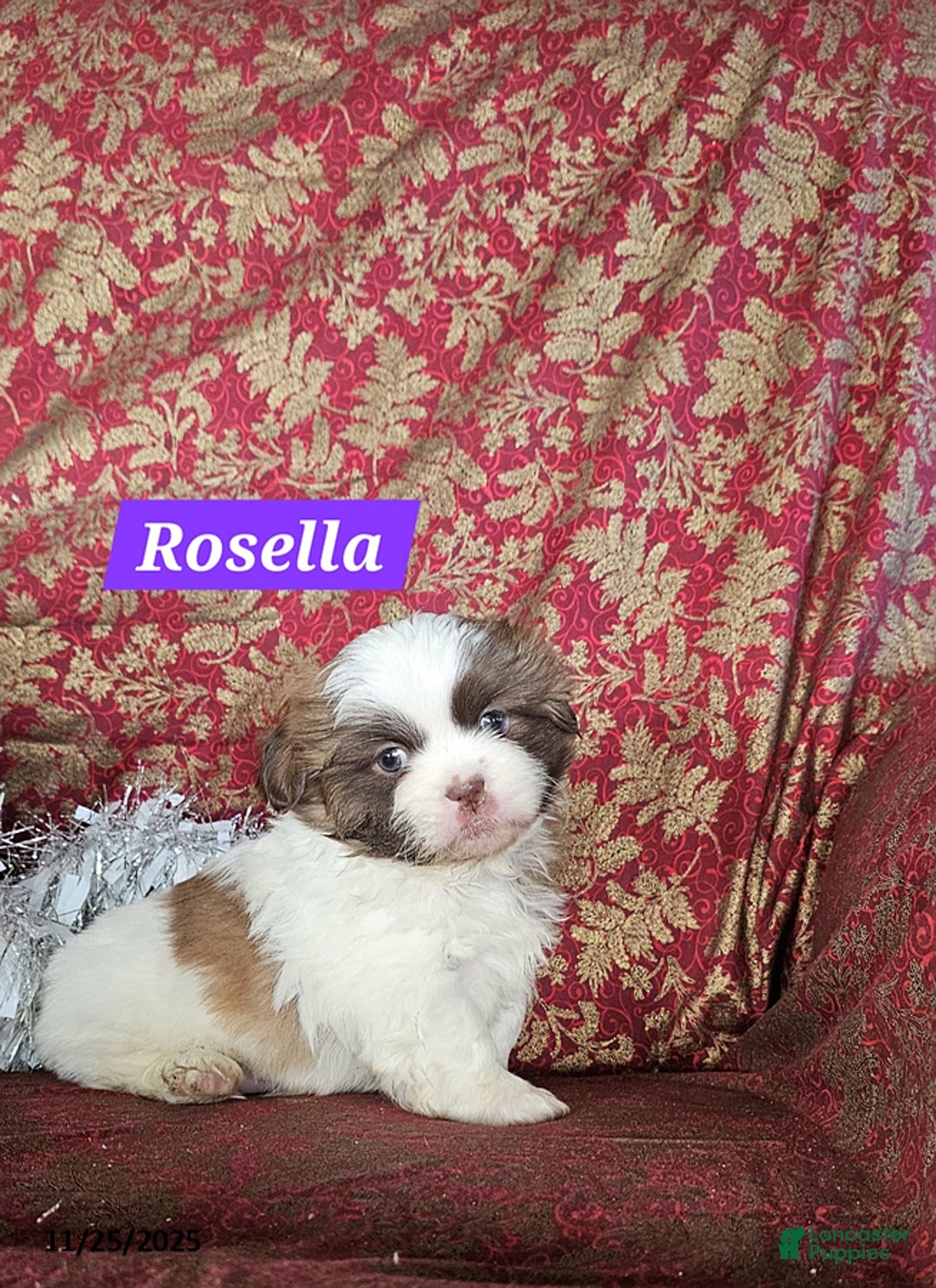 Mixed Breed dogs for sale: Rosella - Ad 1
