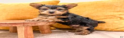 Yorkshire Terrier dogs for sale: Bear - Ad 4