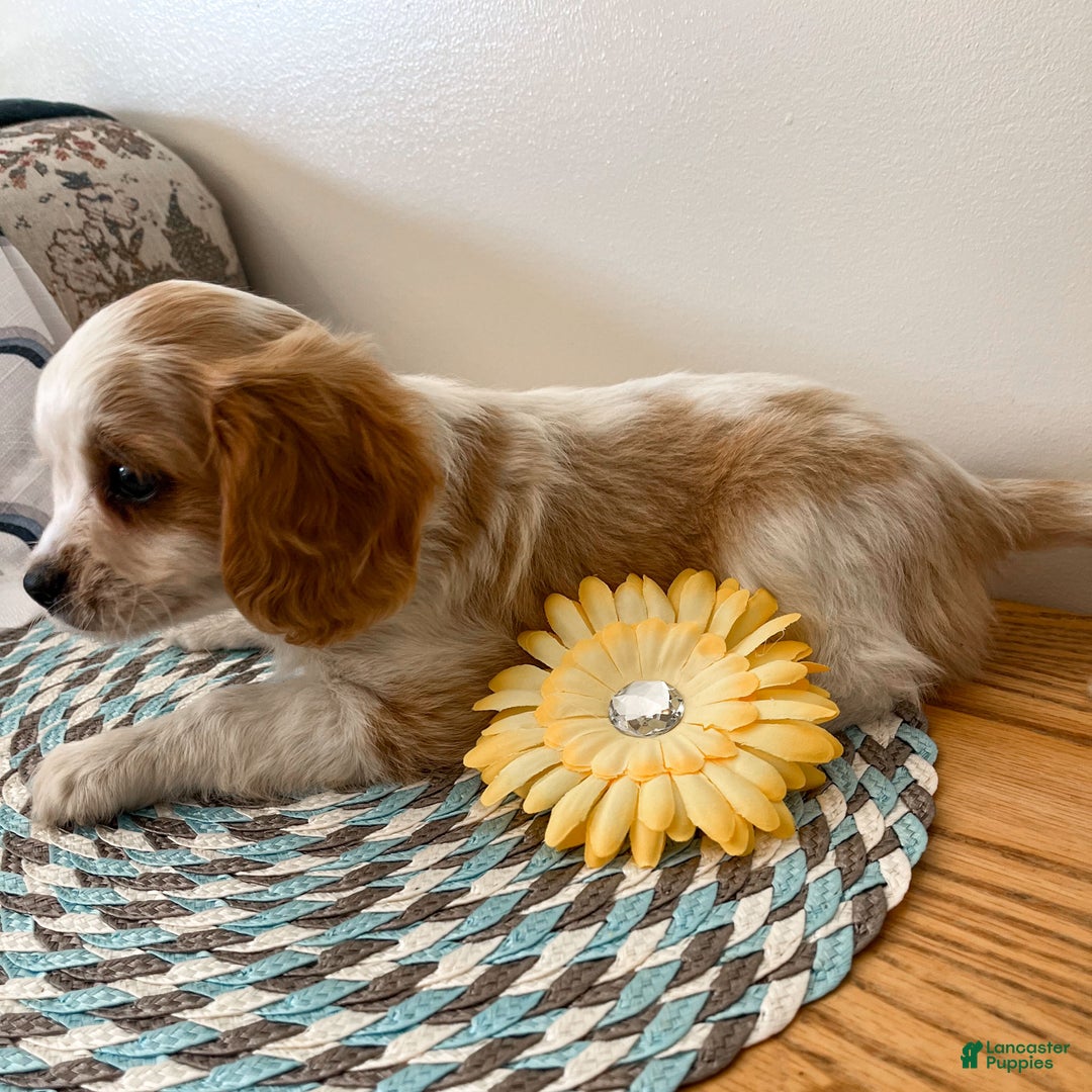 Cavapoo dogs for sale: Marco - Ad 2