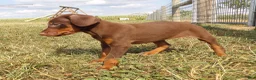 Doberman Pinscher dogs for sale: Mia - Ad 5