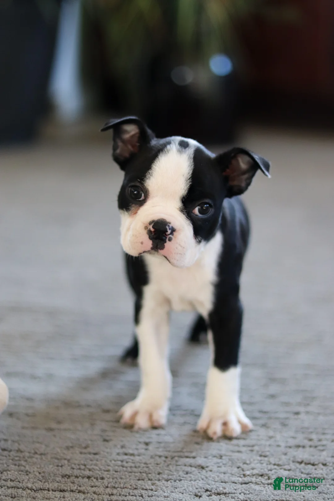 Boston Terrier dogs for sale: Marla - Ad 2