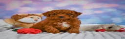 Mini Goldendoodle dogs for sale: Hazel - Ad 3