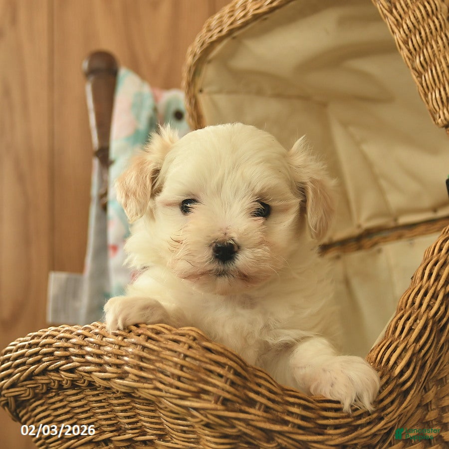 Maltipoo dogs Leo  - Ad 1