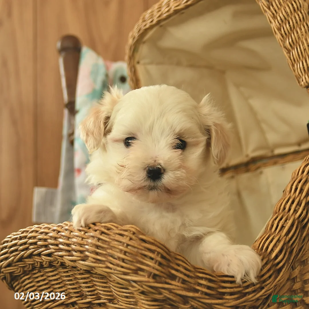 Maltipoo dogs for sale: Leo  - Ad 3