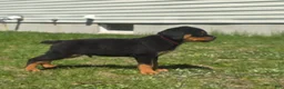 Rottweiler dogs for sale: Rottweiler Puppy 1 - Ad 3