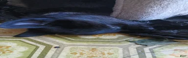 German Shepherd 1