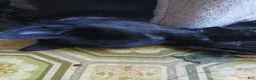 German Shepherd dogs for sale: German Shepherd 1 - Ad 1