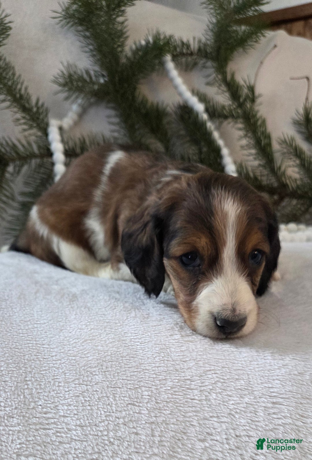 Miniature Dachshund dogs for sale: Peppermint  - Ad 6
