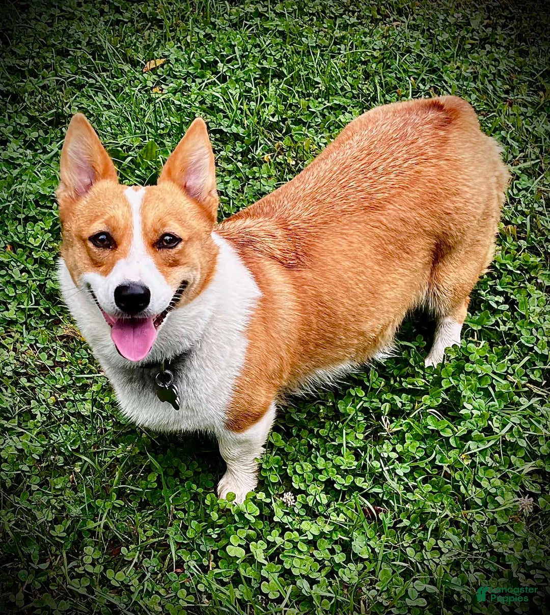 Welsh Corgi Pembroke dogs for sale: Cassidy - Ad 4