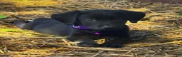 Labrador Retriever dogs for sale: Labrador Retriever 1 - Ad 4