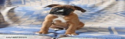 Boxer dogs for sale: Major - Ad 3