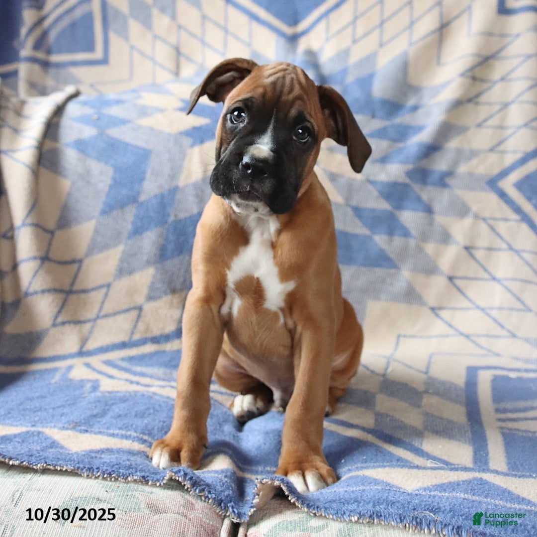 Boxer dogs for sale: Major - Ad 3