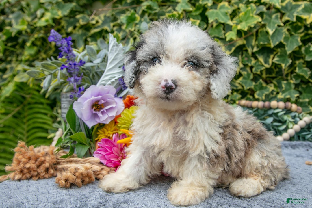 Miniature Poodle dogs for sale: Bobby - Ad 1