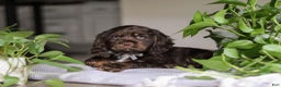 Cocker Spaniel dogs for sale: Milo - Ad 5