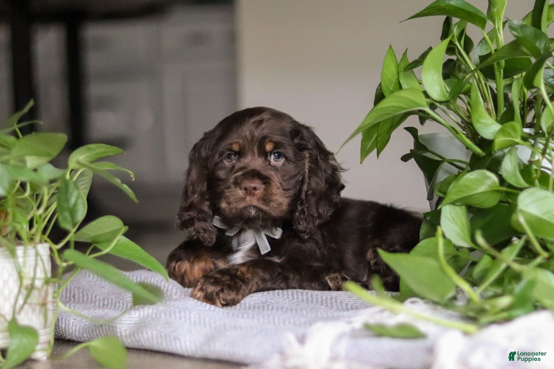Cocker Spaniel dogs for sale: Milo - Ad 5