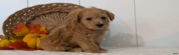 Schnoodle dogs for sale: Roxy - Ad 3