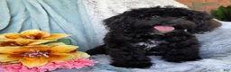 Shihpoo dogs for sale: Bella Dawn - Ad 4