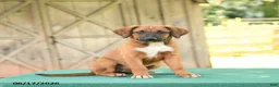 Mixed Breed dogs for sale: Sky - Ad 4