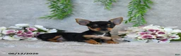 Chorkie dogs for sale: Grace - Ad 4