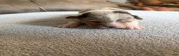 Mixed Breed dogs for sale: Doc - Ad 7
