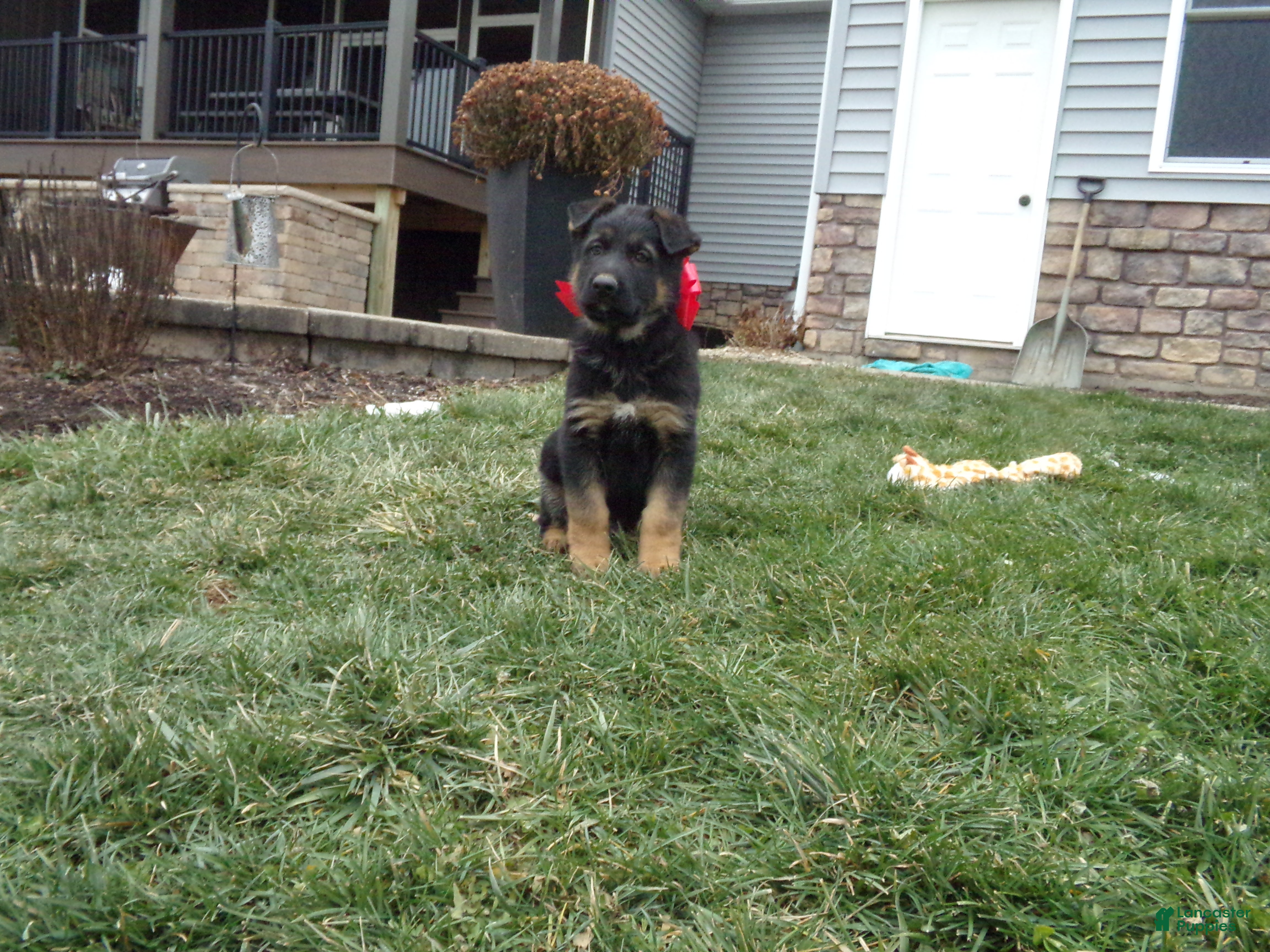 German Shepherd dogs Green Collar  - Ad 3