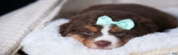 Miniature Australian Shepherd dogs for sale: SHADOW - Ad 8