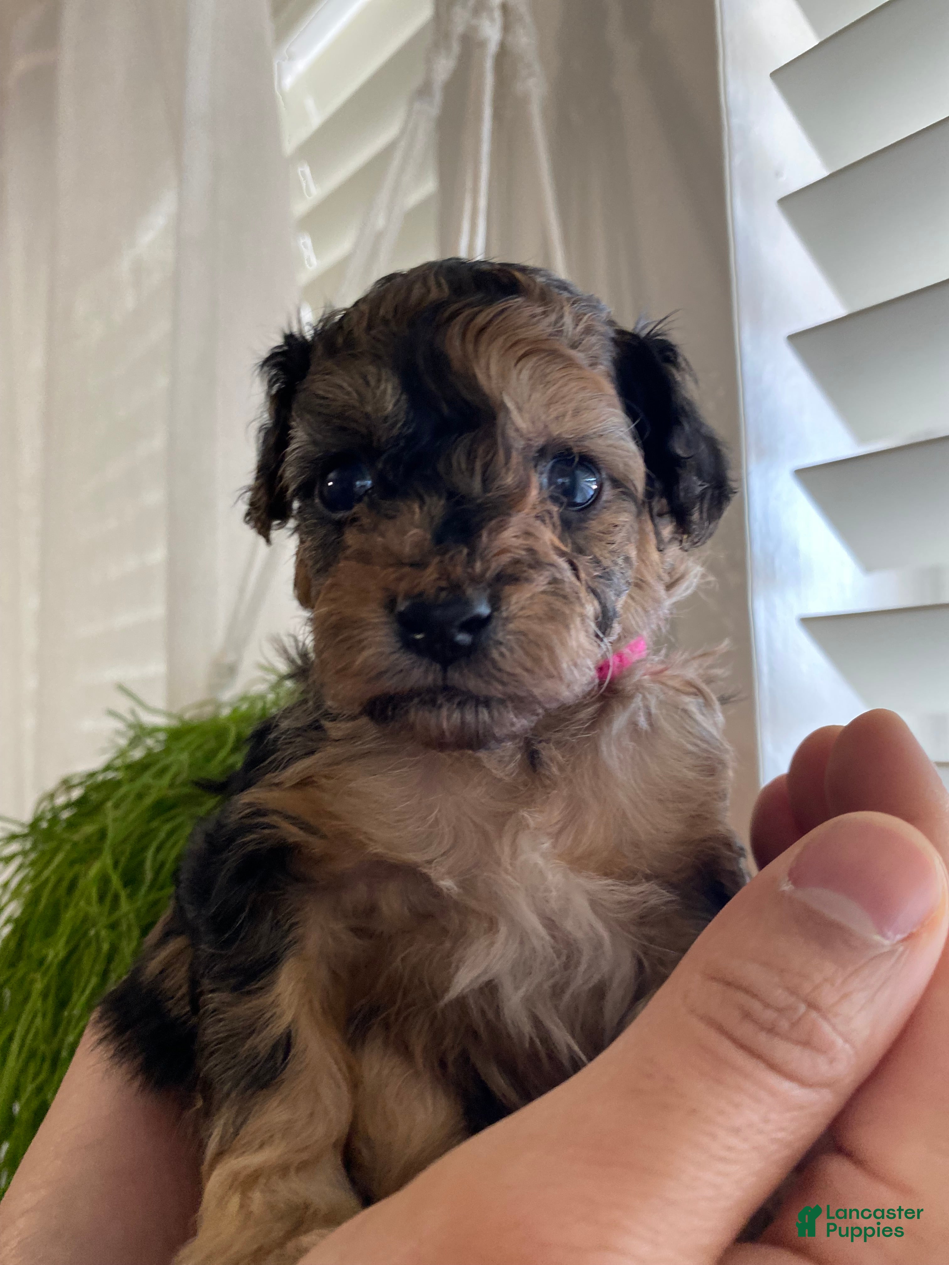 Cavapoo dogs Cavapoo Puppy 5 - Ad 42