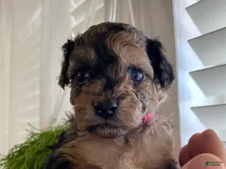 Cavapoo dogs Cavapoo Puppy 5 - Ad 42