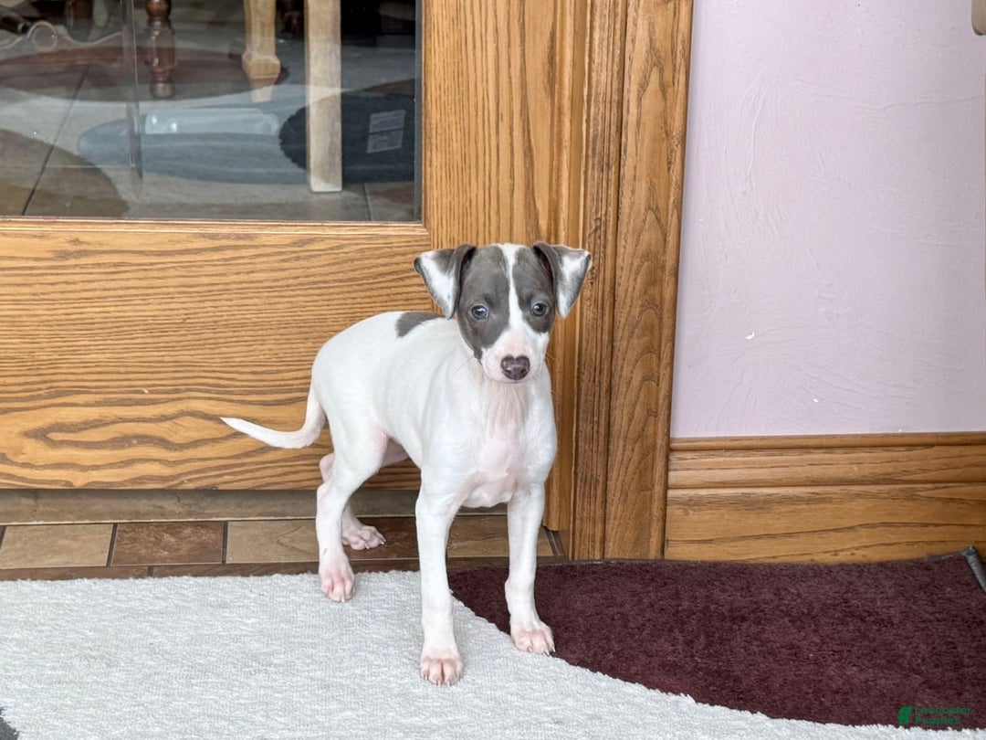 Italian Greyhound dogs for sale: Charity - Ad 6