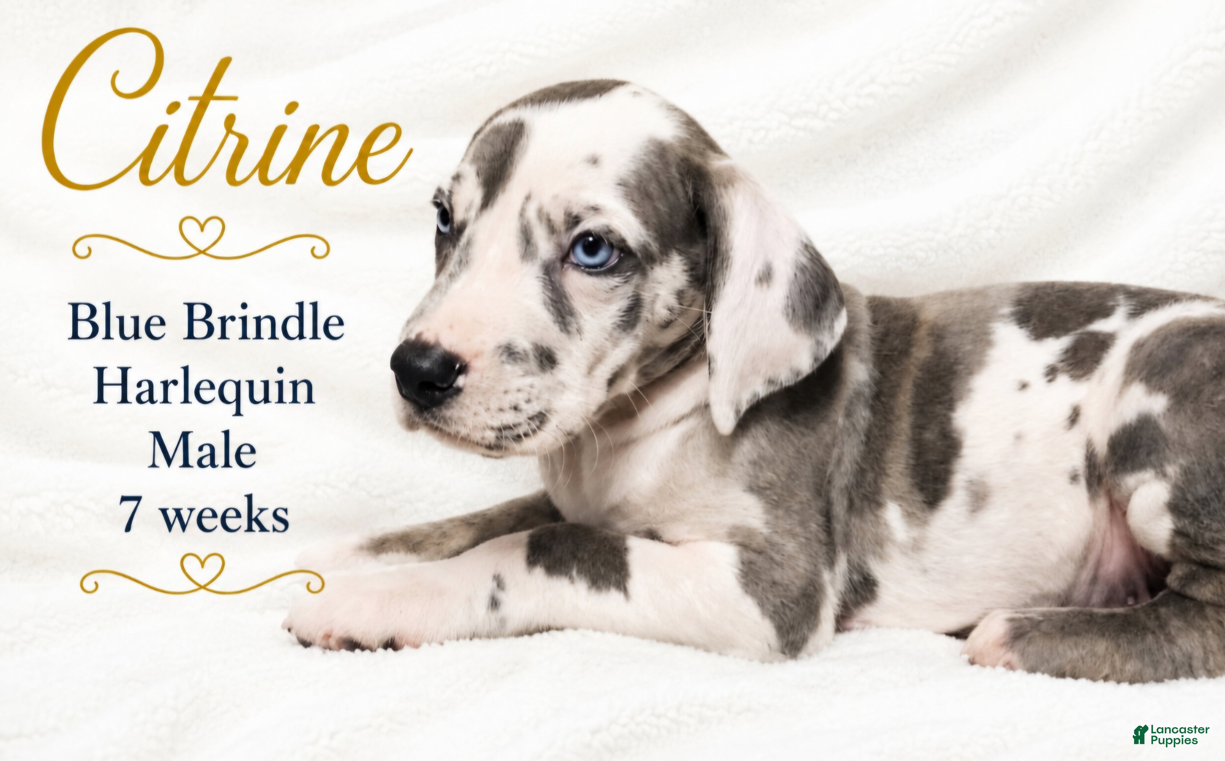 Great Dane dogs Citrine - Ad 9