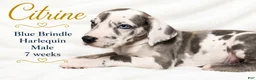 Great Dane dogs for sale: Citrine - Ad 3