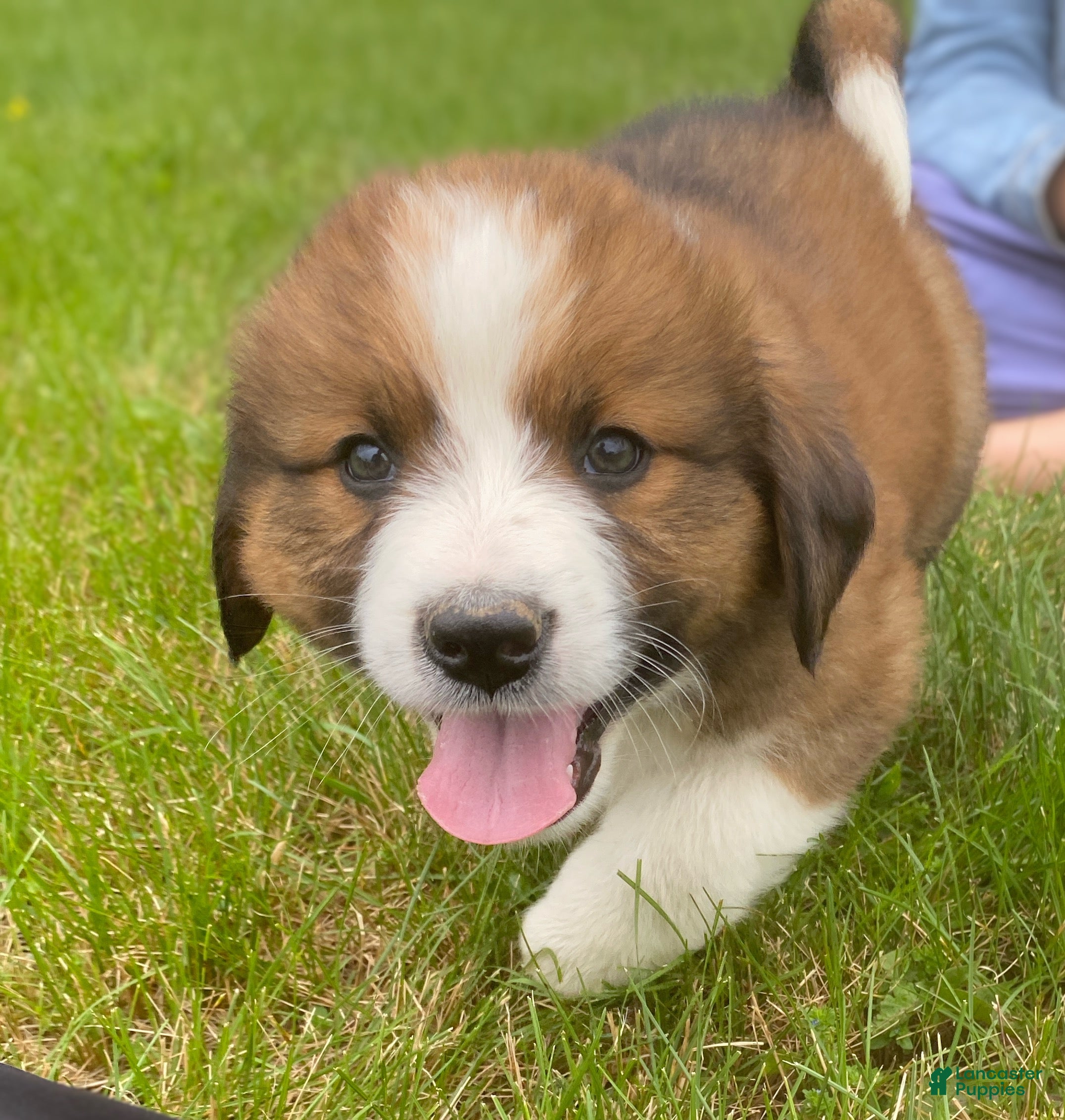 Mixed Breed dogs for sale: ♥️BABY BEAR♥️ - Ad 34
