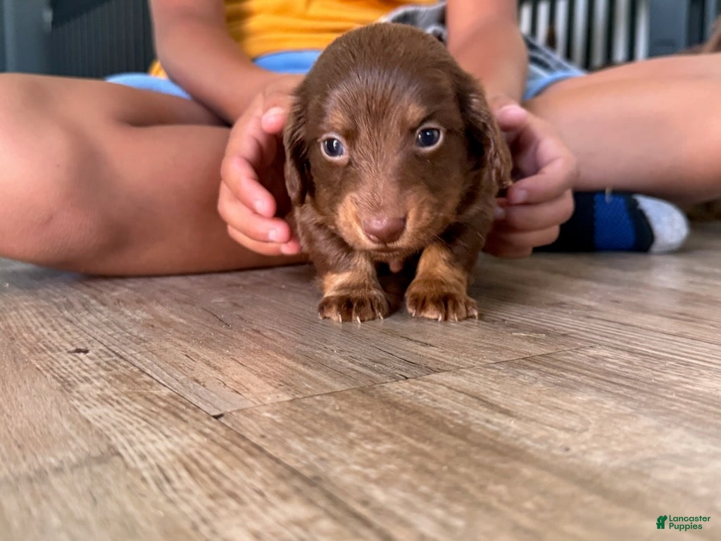 Miniature Dachshund dogs for sale: Cocoa_Female - Ad 1