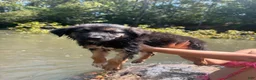 German Shepherd dogs for sale: German Shepherd 2 - Ad 11