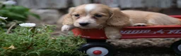 Miniature Dachshund dogs for sale: Byron - Ad 3