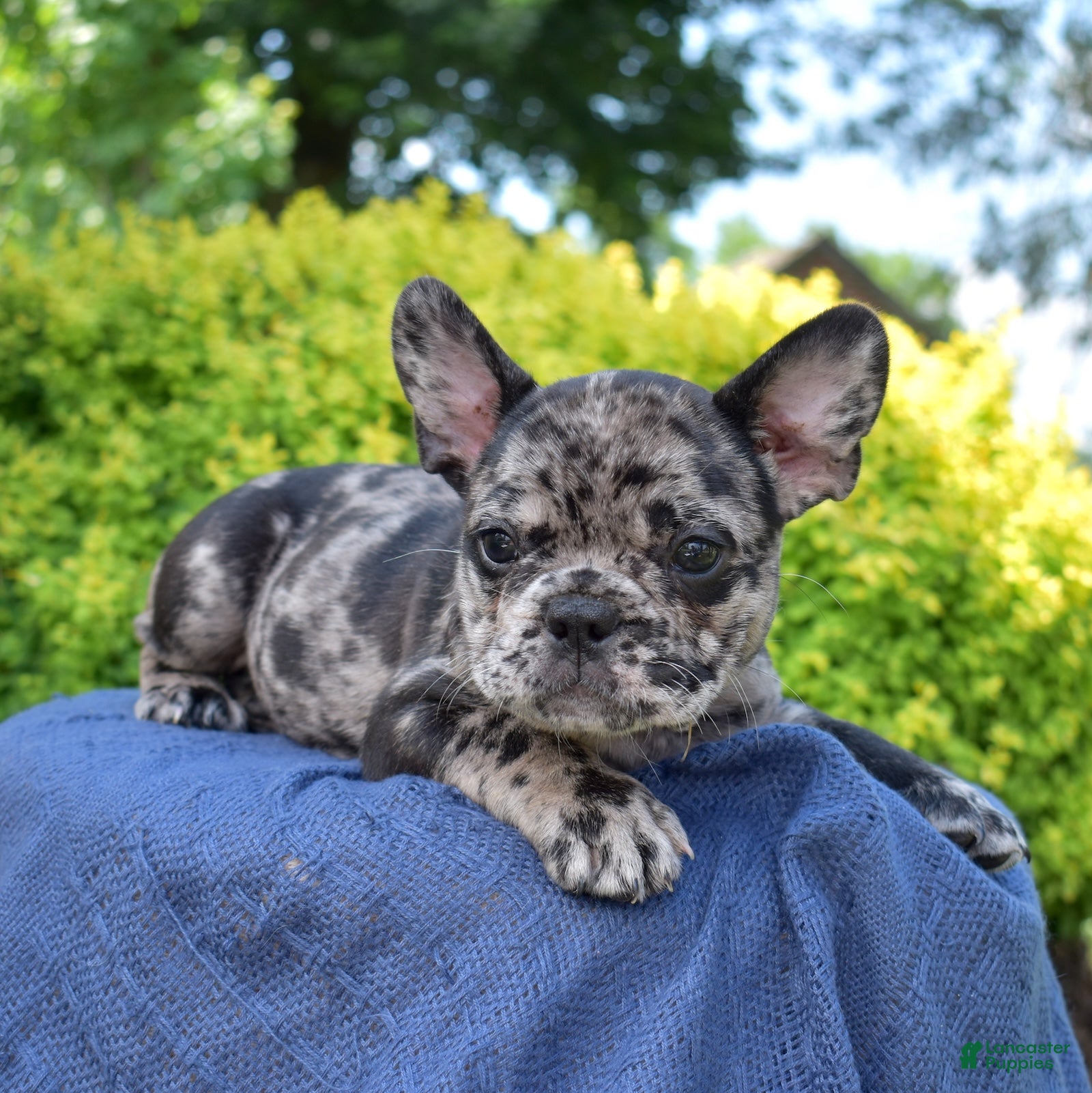 French Bulldog dogs Breeze - Ad 2