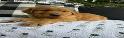 Golden Retriever dogs for sale: Bones - Ad 21
